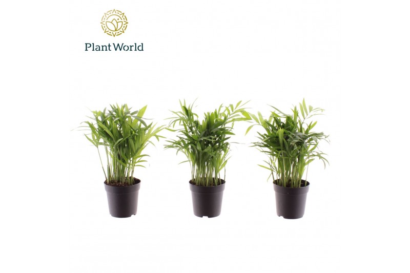 Chamaedorea elegans Chamaedorea elegans 7 cm 8 pp 