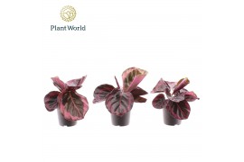 Calathea Calathea Princess Jesse 7 cm