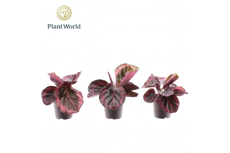 Calathea Calathea Princess Jesse 7 cm 