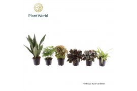 Kamerplanten mix Keen on Green Texas mix 7 cm 1 pp