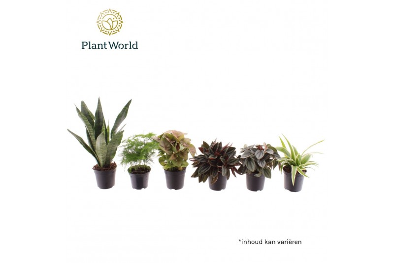 Kamerplanten mix Keen on Green Texas mix 7 cm 1 pp 