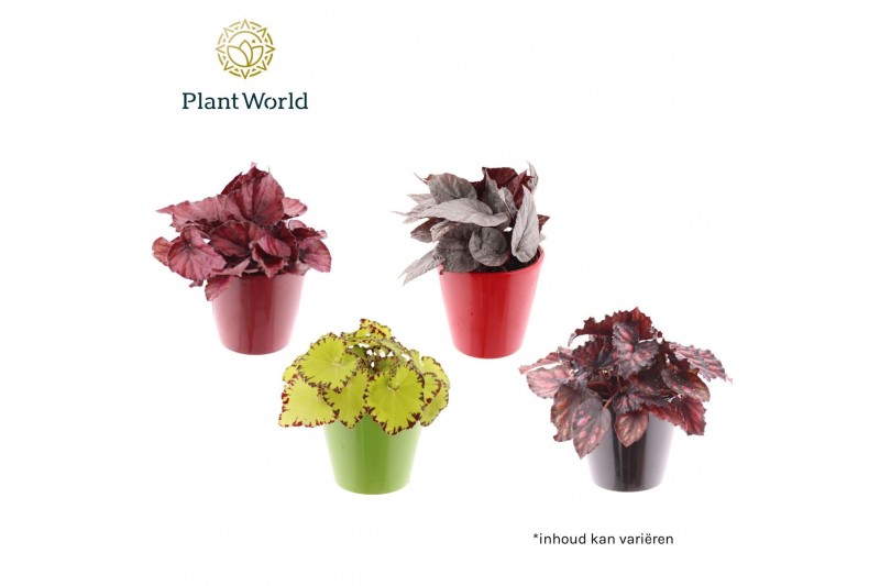 Begonia rex blad Begonia gemengd 8,5cm In Keramiek Rotterdam 2 pp 