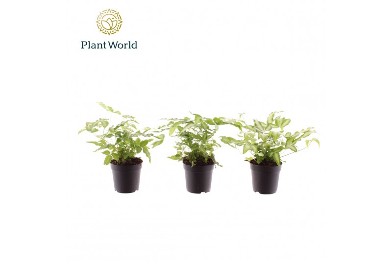 Pteris albolineata Pteris cretica Albolineata 7 cm 