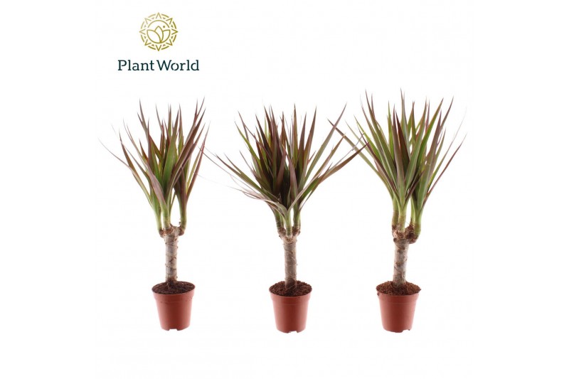 Dracaena marg. magenta Tiny Tummy Dracaena Magenta 1 pp 