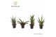 Sansevieria cylindrica Sansevieria mix basic mix 7 cm 