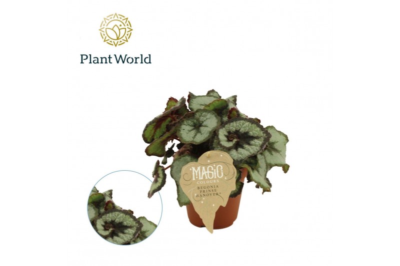 Begonia blad Begonia rex Prinsess Hanover 3 pp 