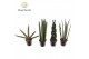 Sansevieria cylindrica Sansevieria mix P10,5 