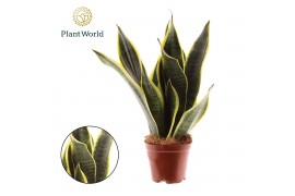 Sansevieria trifasciata futura superba Sansevieria Futura Superba 3 st