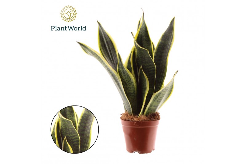 Sansevieria trifasciata futura superba Sansevieria Futura Superba 3 st 