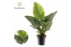 Philodendron imperial green Philodendron Imperial Green 1 pp 