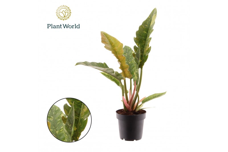 Philodendron Ring of Fire Philodendron narrow Ring of Fire 1 pp 