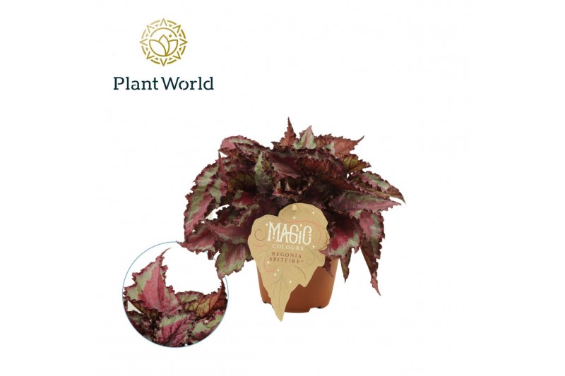 Begonia blad magic colours spitfire Begonia rex Spitfire 3 pp 