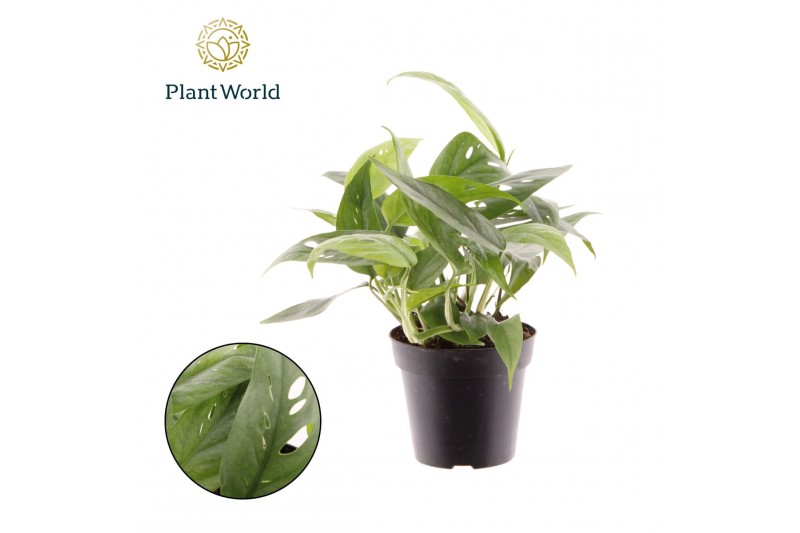 Epipremnum pinnatum cebu blue Epipremnum Cebu Blue 2 pp 