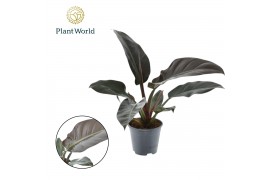 Philodendron imperial red Philodendron Imperial Red 1 pp