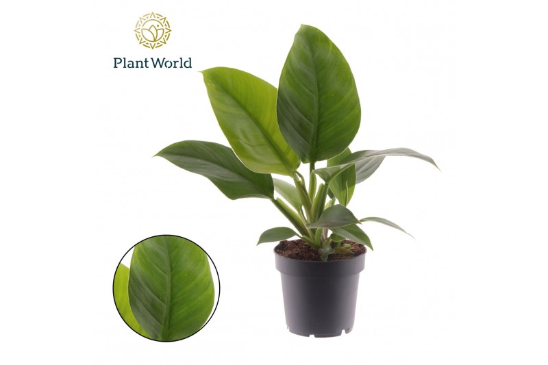 Philodendron imperial green Philodendron Imperial Green 1 pp 