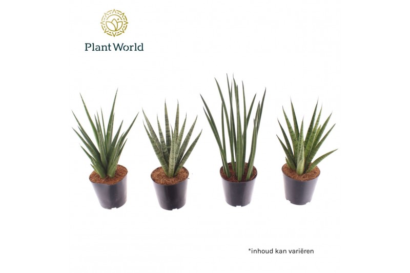 Sansevieria cylindrica Sansevieria mix basic mix 