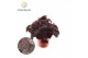 Begonia blad rex magic colours conga Begonia rex Conga 3 pp 