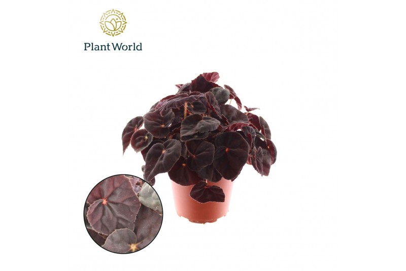 Begonia blad rex magic colours conga Begonia rex Conga 3 pp 