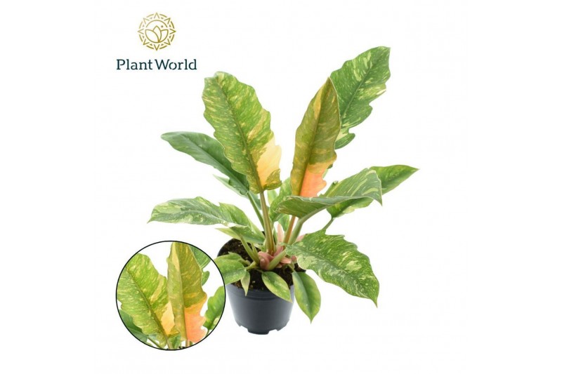 Philodendron Ring of Fire Philodendron narrow Ring of Fire 1 pp 