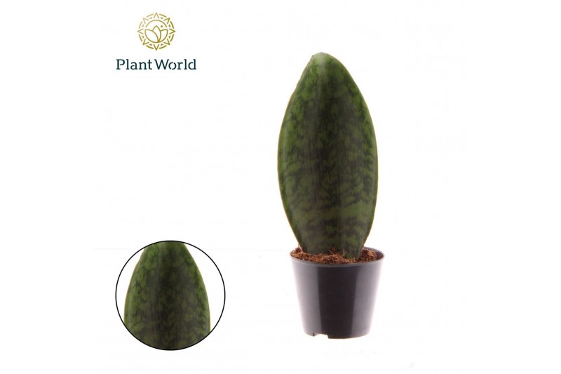 Sansevieria Sansevieria ‘Masoniana’ Whale Fin 