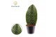 Sansevieria Sansevieria ‘Masoniana’ Whale Fin 1 pp 
