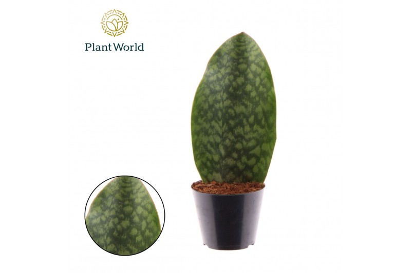 Sansevieria Sansevieria ‘Masoniana’ Whale Fin 1 pp 