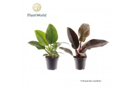Philodendron Philodendron mix Imperial Green & Red 1 pp