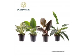 Philodendron Philodendron mix 1 pp