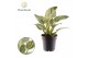 Philodendron birkin Philodendron Birkin / New Wave 1 pp 