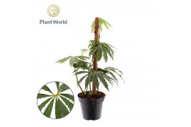 Anthurium Anthurium polyschistum Mosstok overige bl. 3 pp