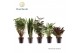 Kamerplanten mix Groenmix Bali (diverse soorten) 2 pp 