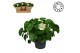 Pilea peperomioides Pilea peperomioides must have2 pp 
