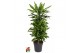 Dracaena fragr. golden coast Dracaena Gold Coast vertakt P27pp 