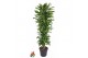 Dracaena golden coast Dracaena Gold Coast vertakt P34pp 