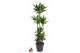 Dracaena cintho Dracaena Cintho 120-carrouselpp 