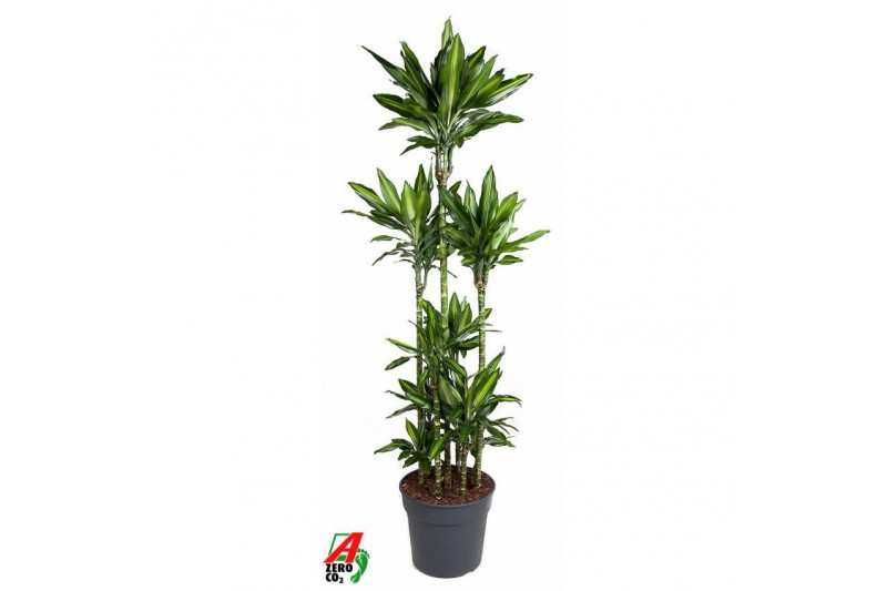 Dracaena cintho Dracaena Cintho 120-carrouselpp 