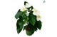 Anthurium andr. alaska White 