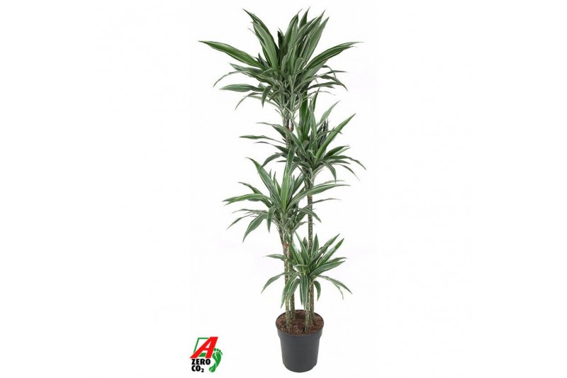 Dracaena fragr. der. warneckei Dracaena Warneckei 120-90-60-30pp 