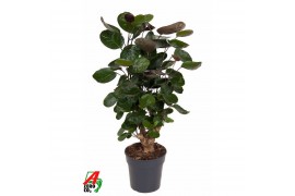 Polyscias fabian Polyscias Fabian vertakt P191 pp