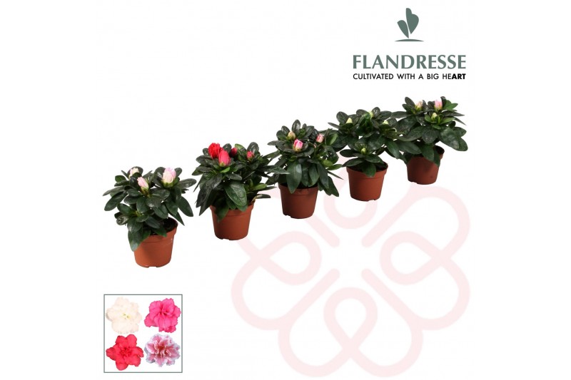 Rhododendron simsii mix baby Azalea Flandresse® gemengd babycm diamete 