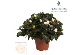 Rhododendron simsii wit Azalea Flandresse® wit 22 - 25 cmcm diameter  