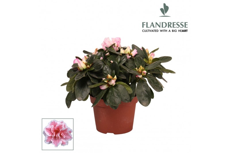 Rhododendron simsii bont Azalea Flandresse® bont 17+ cmcm diameter  pp 