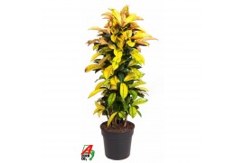 Codiaeum variegatum mrs iceton Codiaeum Mrs Iceton vertakt P31pp