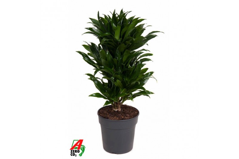 Dracaena fragr. compacta Dracaena Compacta vertakt P21pp 