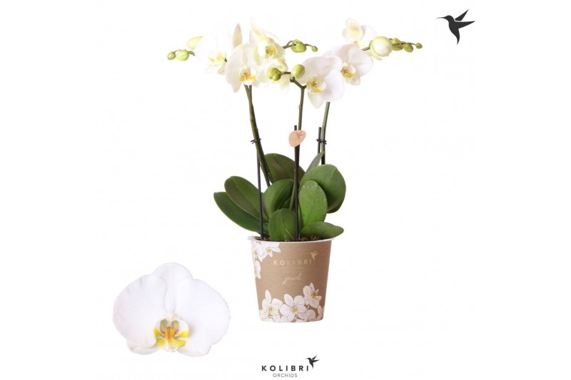 Phalaenopsis anthura madrid Kolibri Orchids Phalaenopsis Jewel Ghent 3 