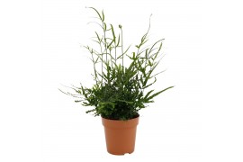 Pteris ensiformis Pteris evergreen