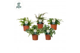 Varens mix Varenmix - Air So Pure