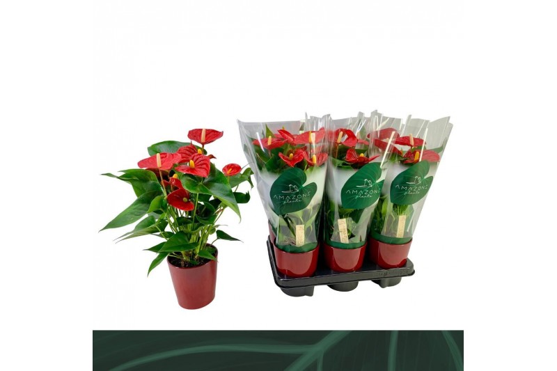 Anthurium andr. aristo Anthurium Aristo 12cm rood keramiek5 bl. 