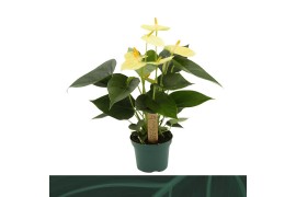 Anthurium andr. vanilla Anthurium Vanilla 9cm3 bl.