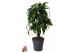 Dracaena dorado compacta Dracaena Dorado vertakt P211 pp 